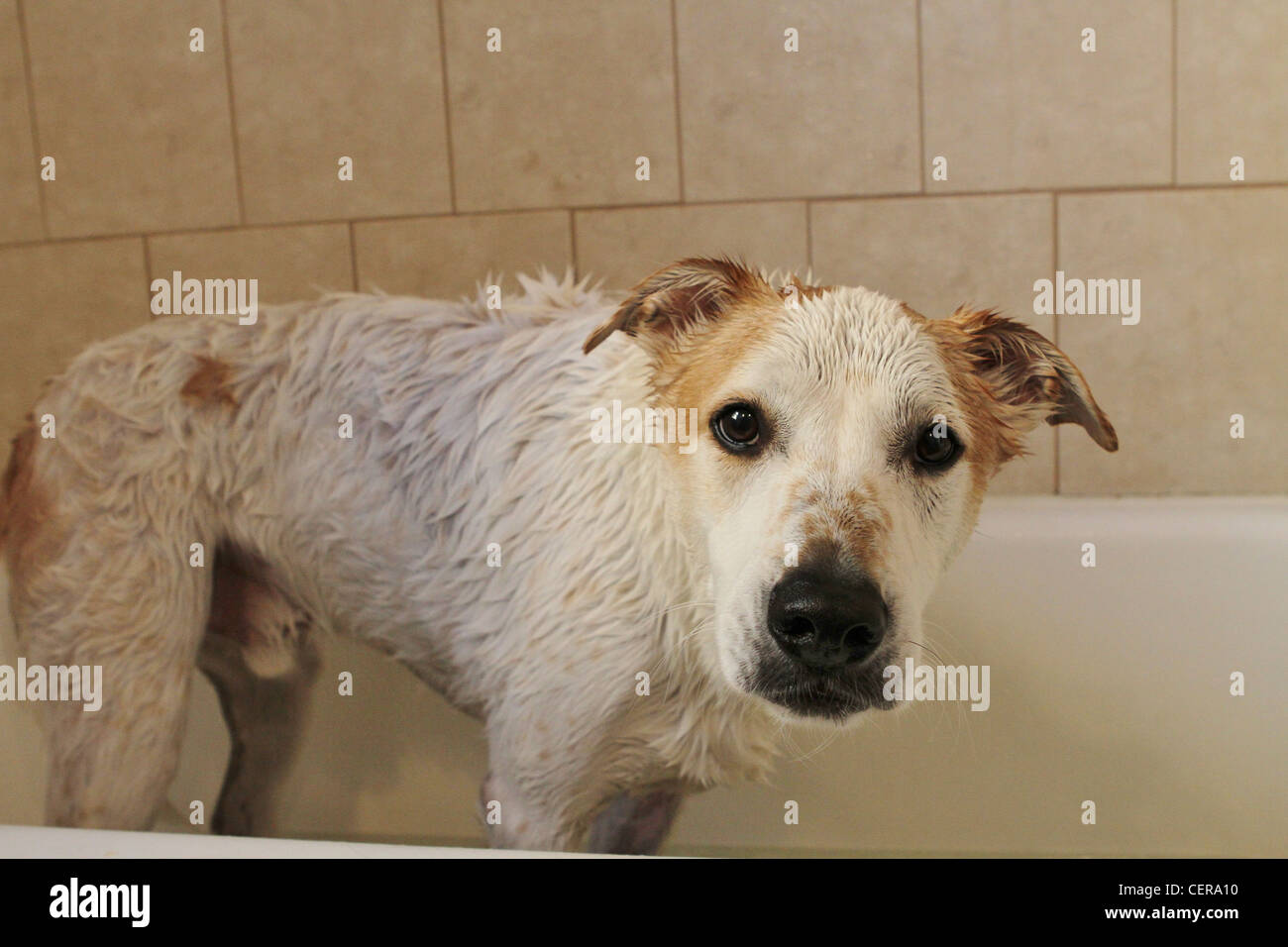 A wet dog in a bathtub Stock Photo Alamy