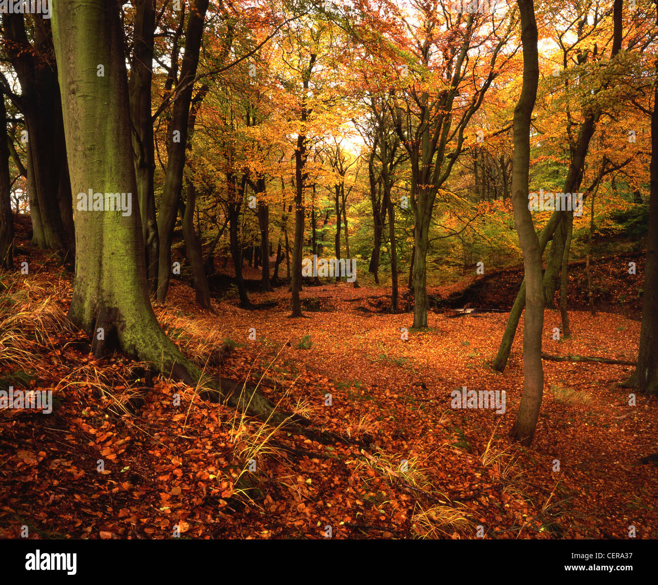 Roddlesworth Woods near Darwen. It is one of the best stretches of woodland in Lancashire. Stock Photo