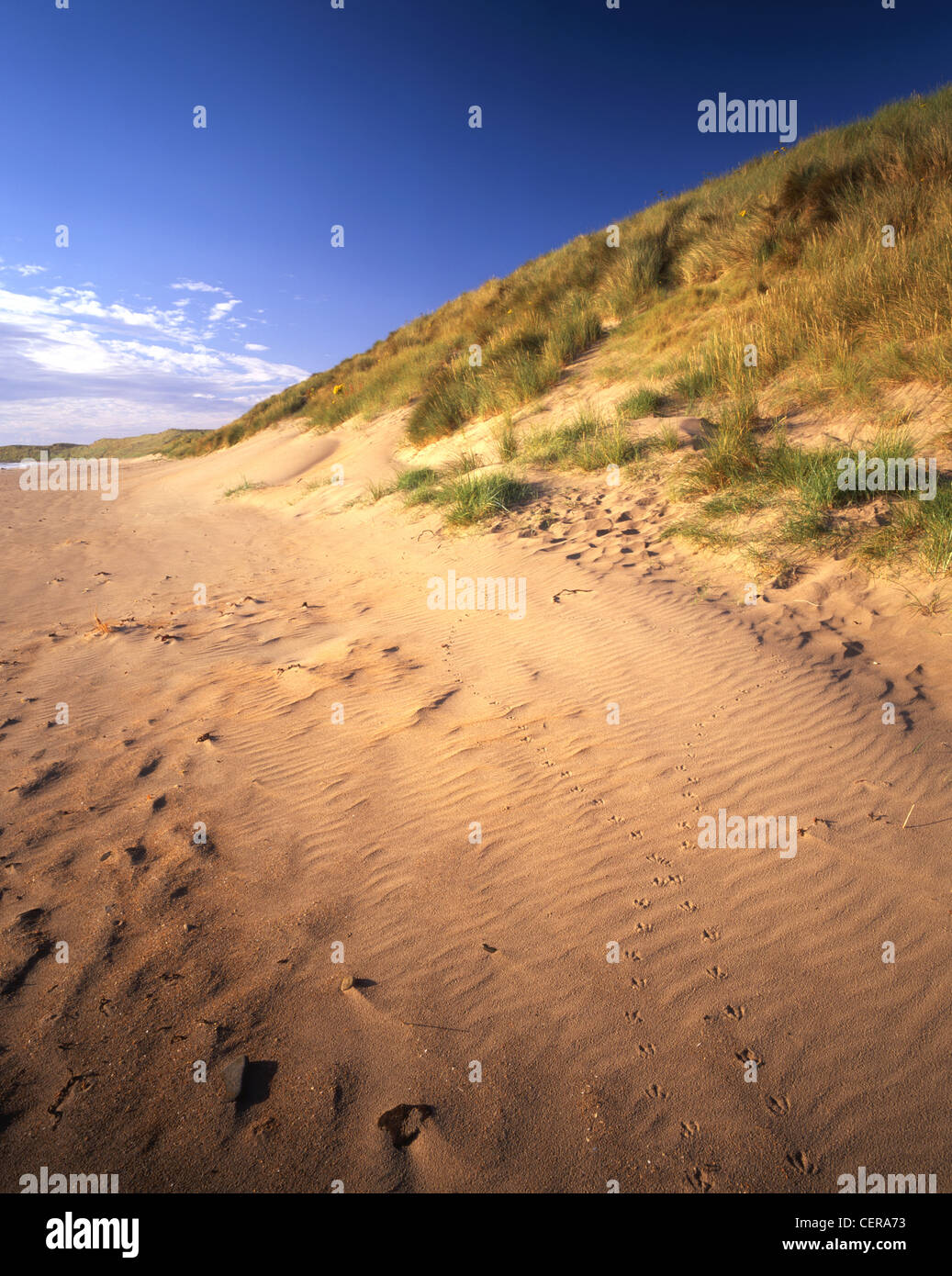 Bird tracks in the golden sands of Beadnell Bay. The beach was awarded the Blue flag rural beach award in 2005. Stock Photo