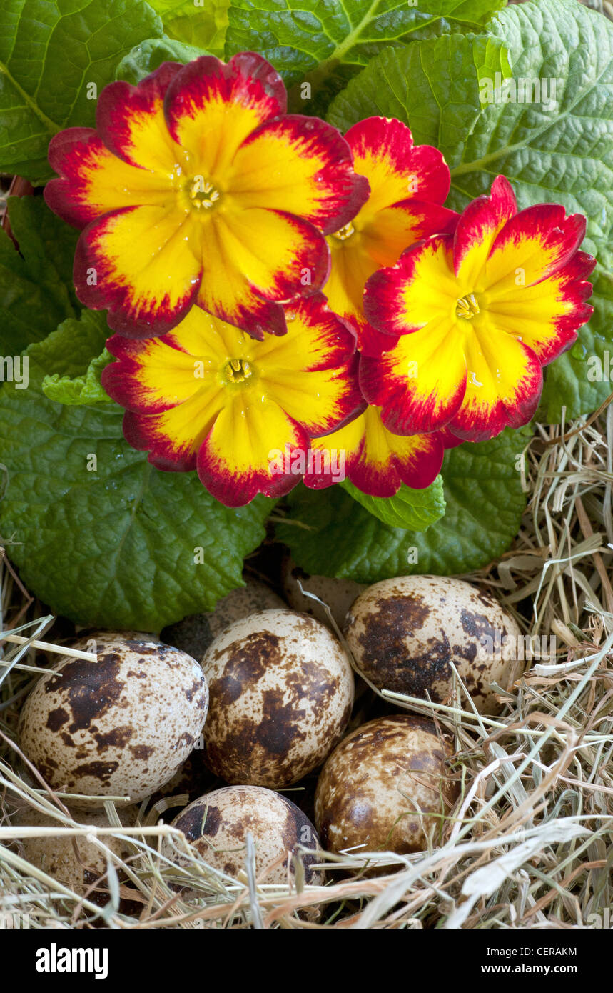 Beautiful, spotted quail eggs in the garden, sheltered by a pretty, spring flowering primrose. A treasure for children to find. Stock Photo