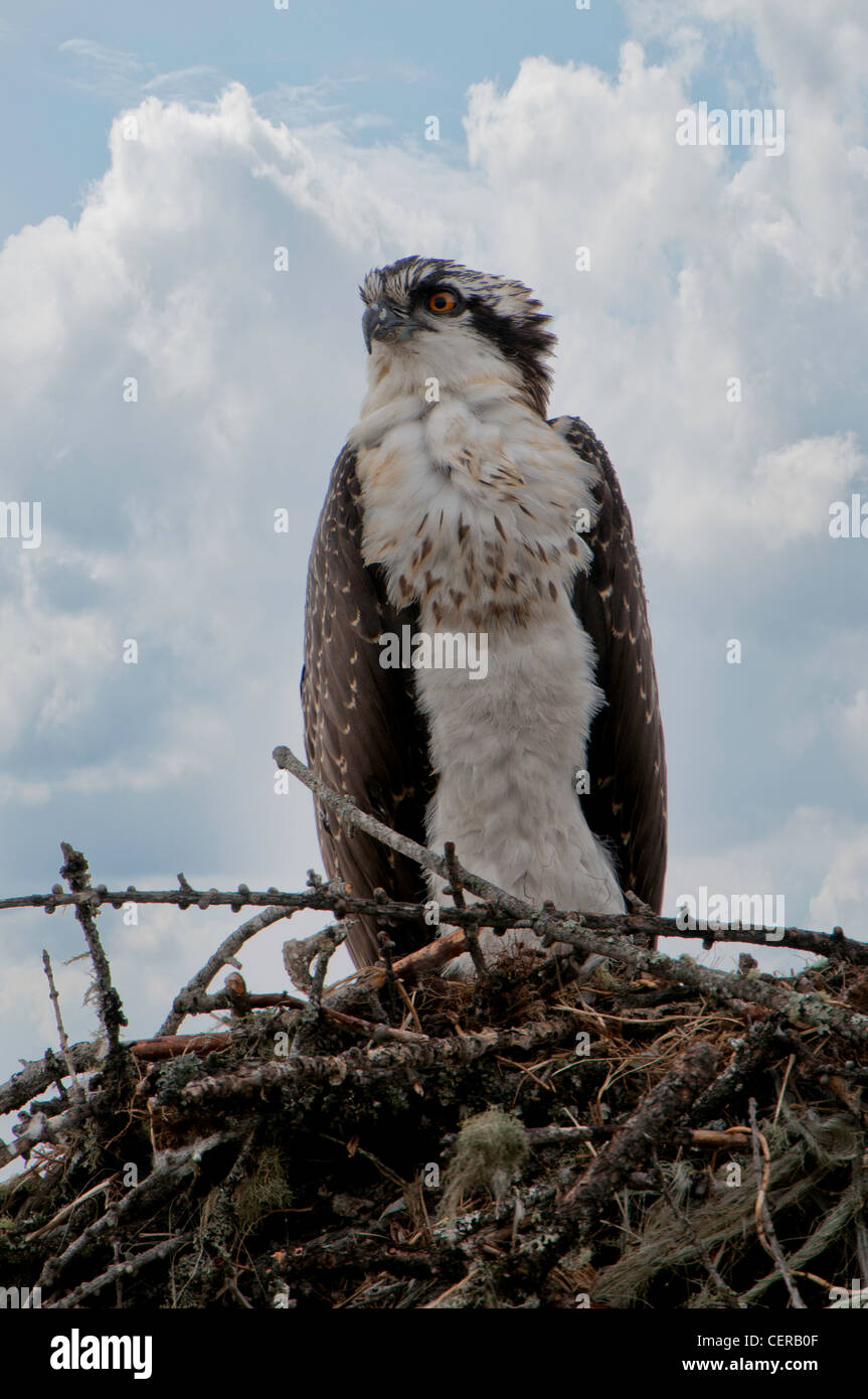 osprey in nest Stock Photo - Alamy