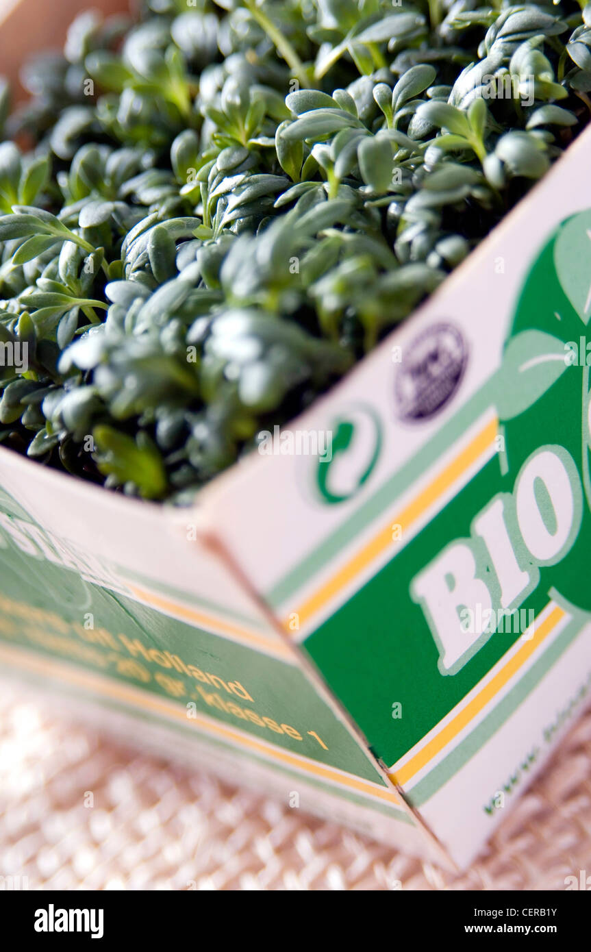 Close up of a cardboard box filled with cress Stock Photo - Alamy