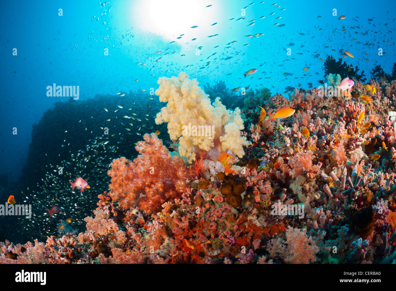 Soft Coral Reef, North Male Atoll, Indian Ocean, Maldives Stock Photo
