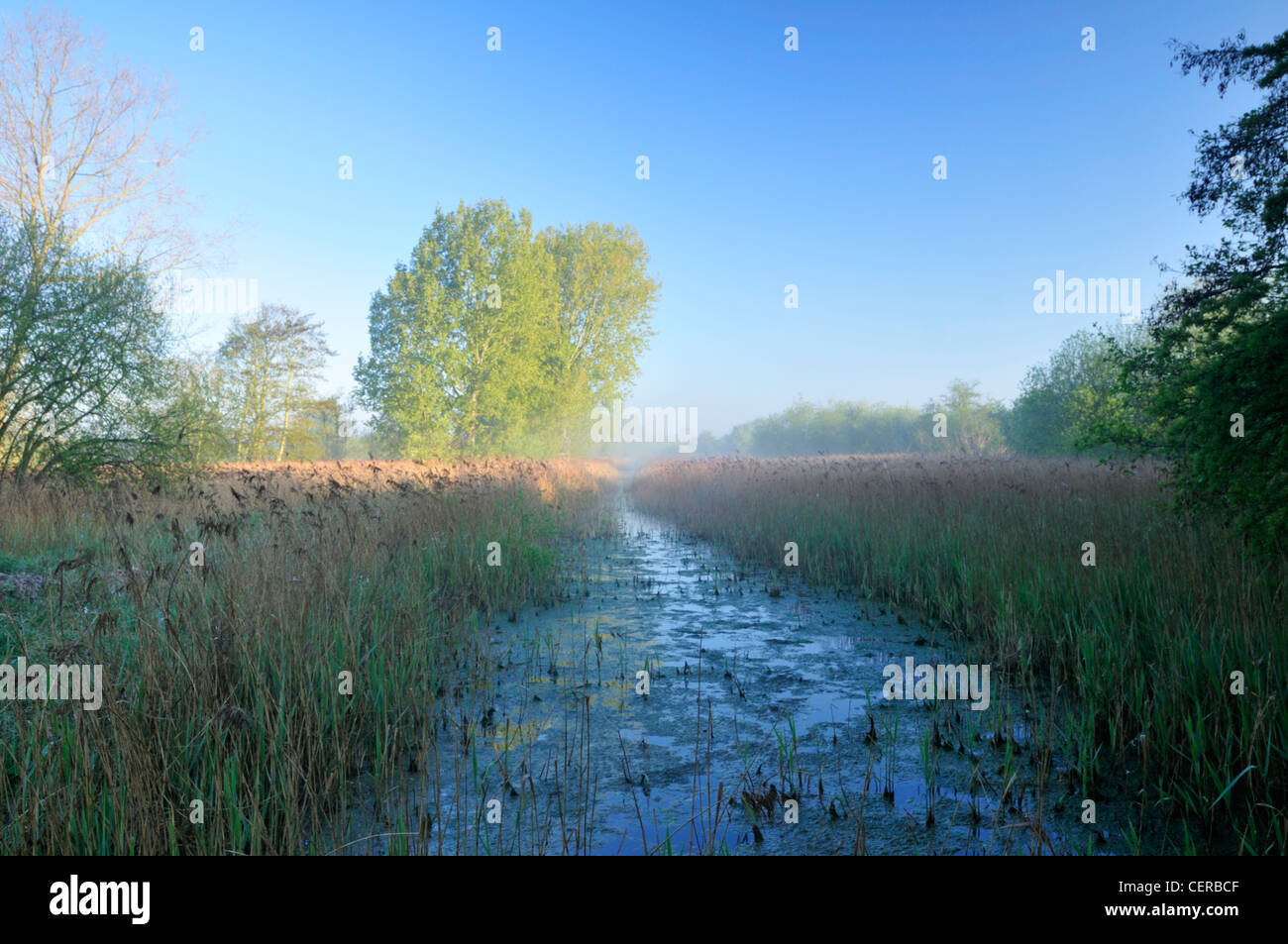 Reedbeds at Fowlmere, a RSPB (The Royal Society for the Protection of Birds) Nature Reserve. Stock Photo
