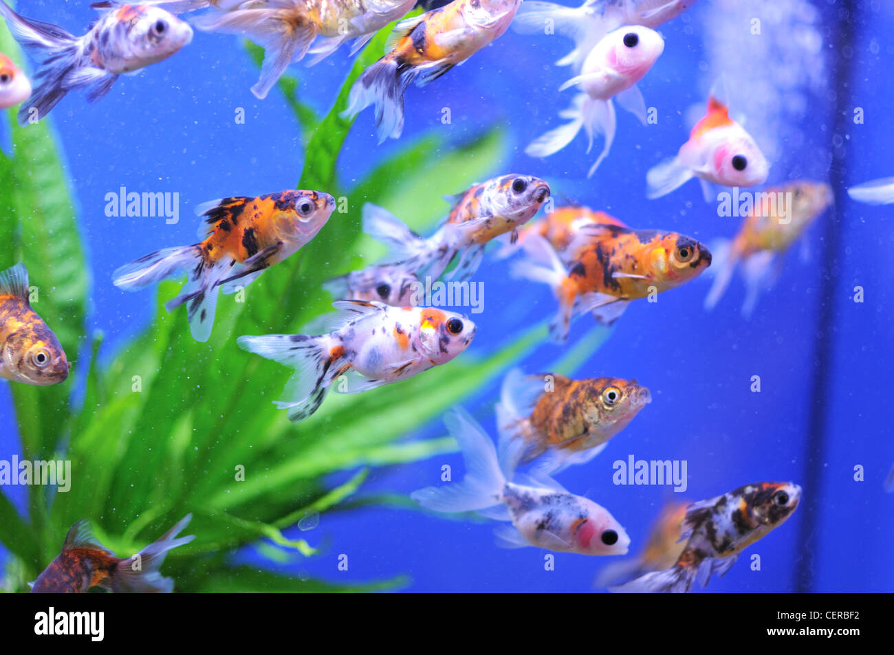 Randa Fish Oranda fishes in a tank Stock Photo - Alamy