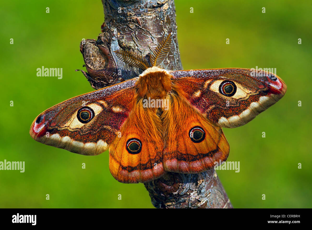 Saturniidae hi-res stock photography and images - Alamy