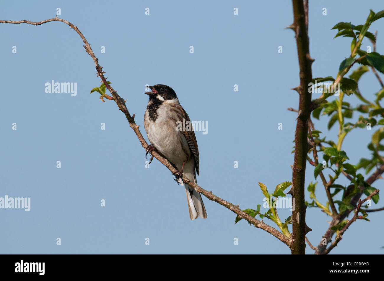 Male Reed Bunting Emberiza schoeniclus singing against blue sky. Dungeness RSPB Kent UK Stock Photo