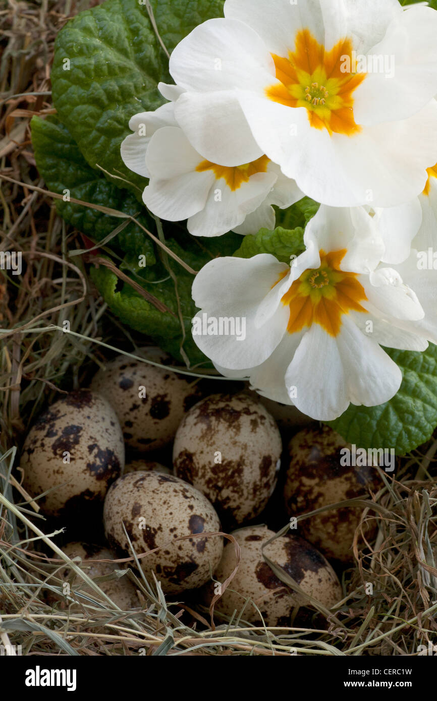 Beautiful, spotted quail eggs in the garden, sheltered by a spring flowering primrose. A treasure for children to find. Stock Photo