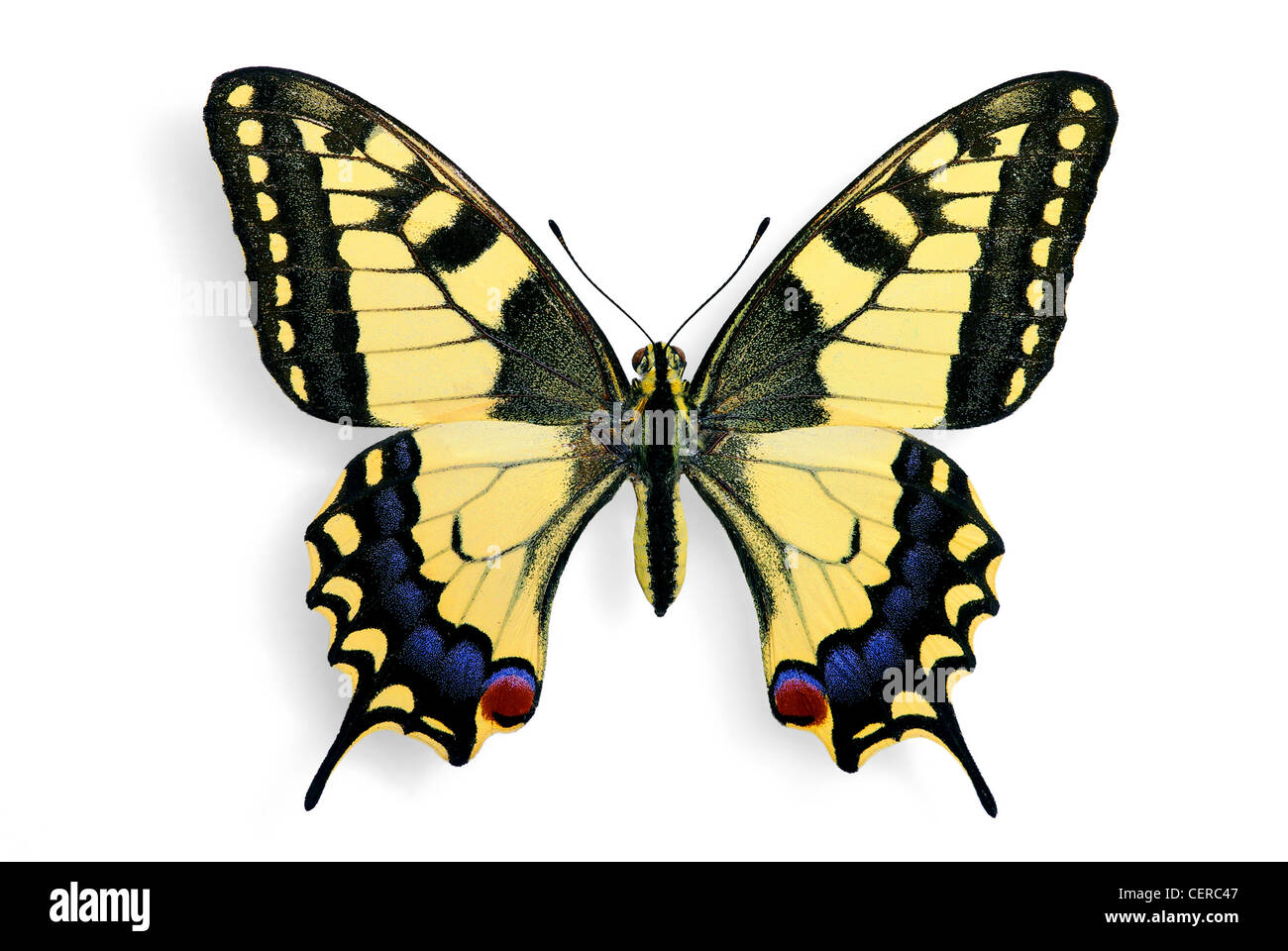 Specimen of Papilio machaon Stock Photo