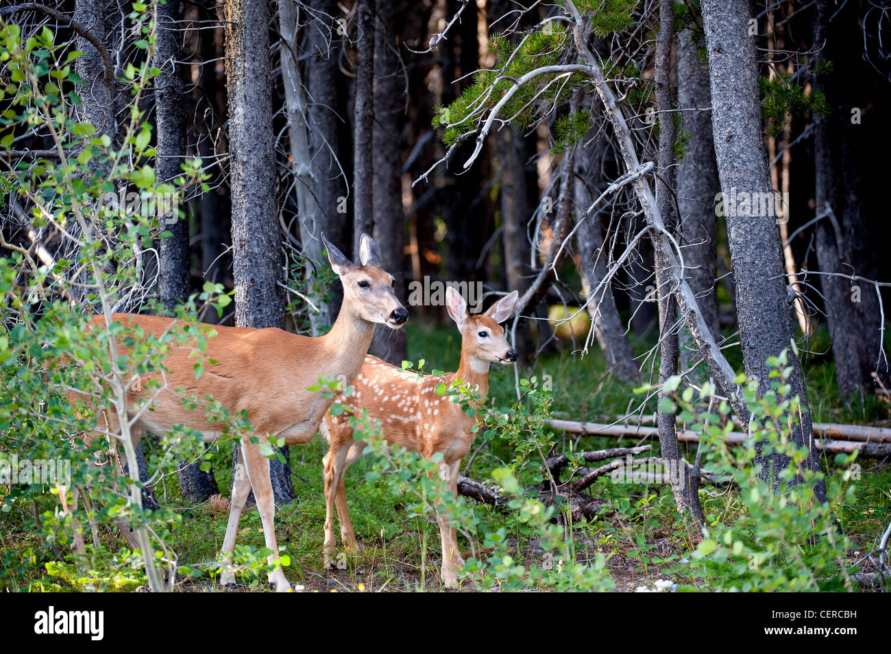 mother and baby deer in montana Stock Photo Alamy