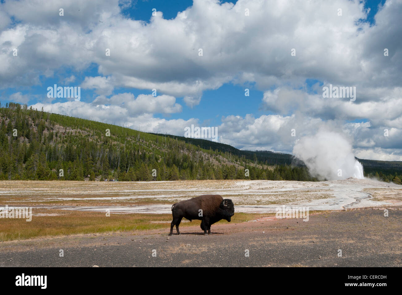 thumbnail image 2 of Yellowstone National Park Token - Bison / Old Faithful - Wyoming Souvenir 2 of 5