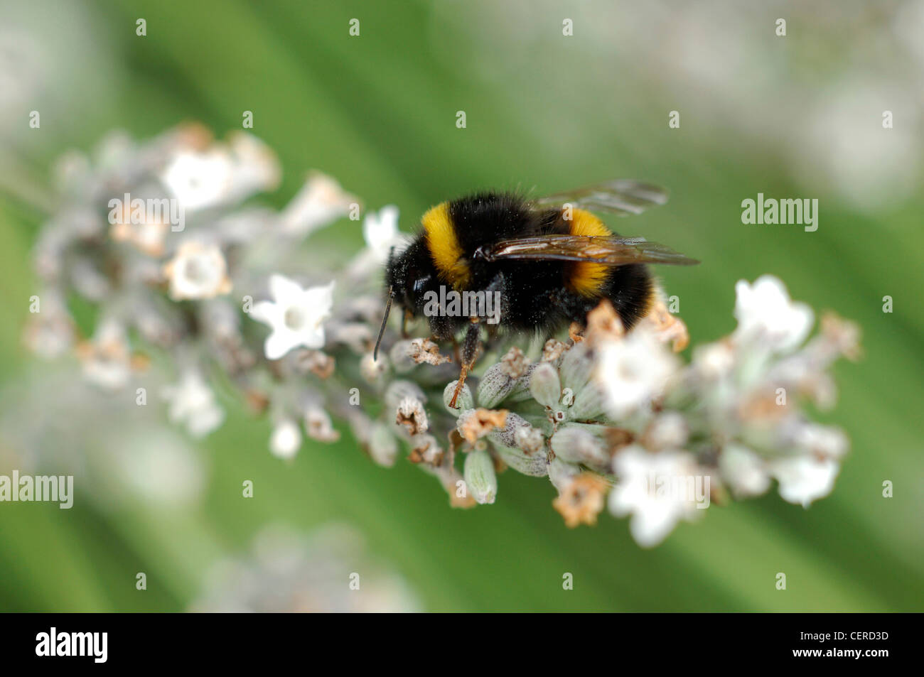 Bee flower outdoors hi-res stock photography and images - Alamy