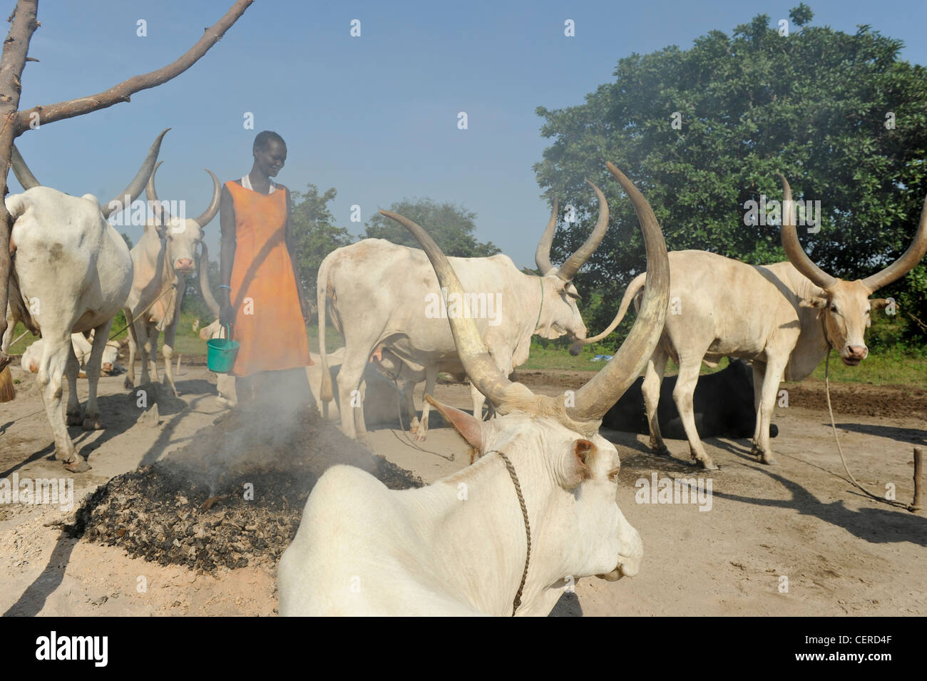 SOUTHERN SUDAN, Bahr al Ghazal region , Lakes State, Dinka tribe with Zebu cows in cattle camp near Rumbek Stock Photo