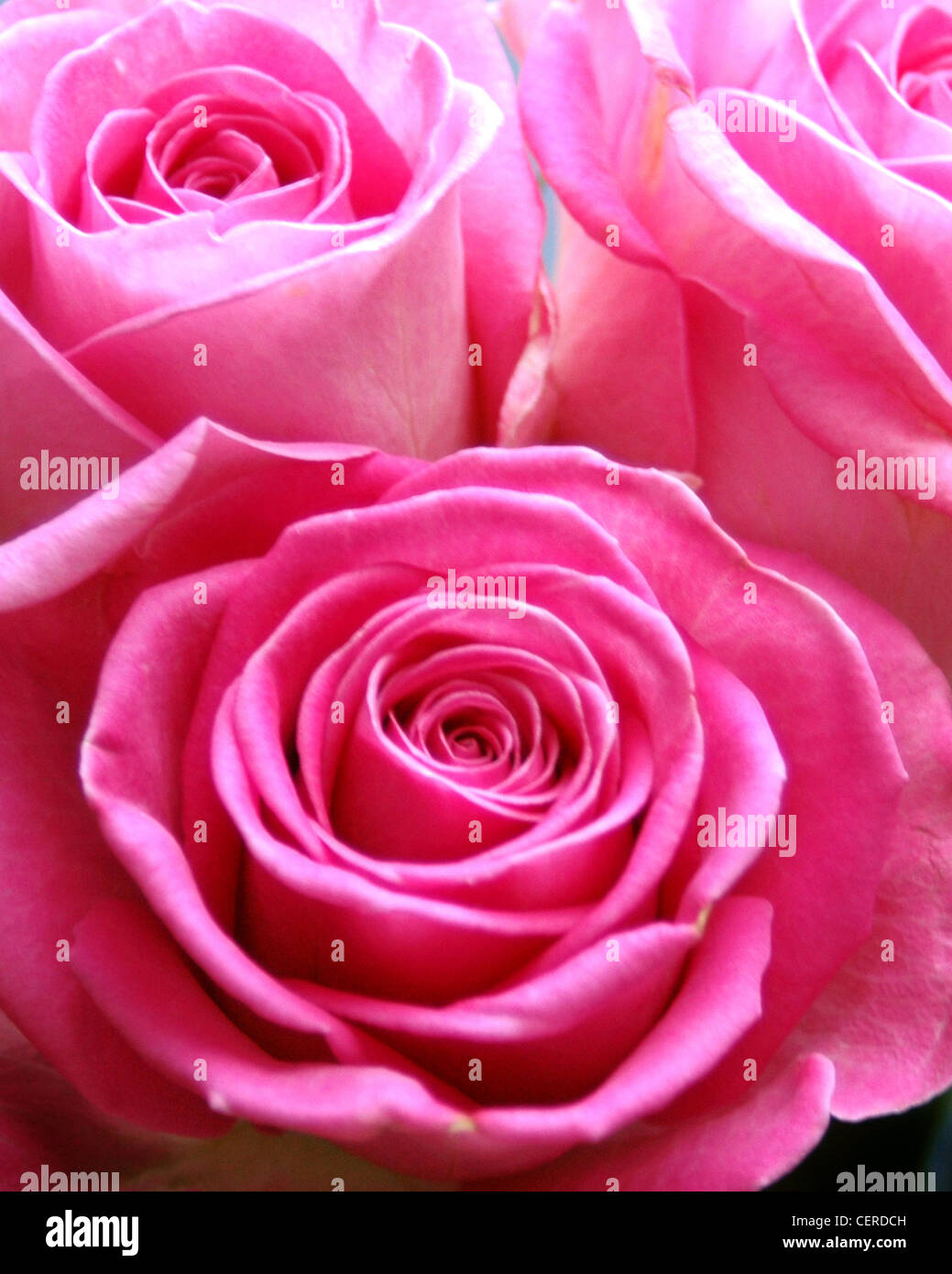 Commercial roses hi-res stock photography and images - Alamy