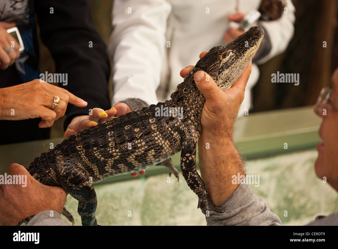 baby aligator at educational establishment, Stock Photo