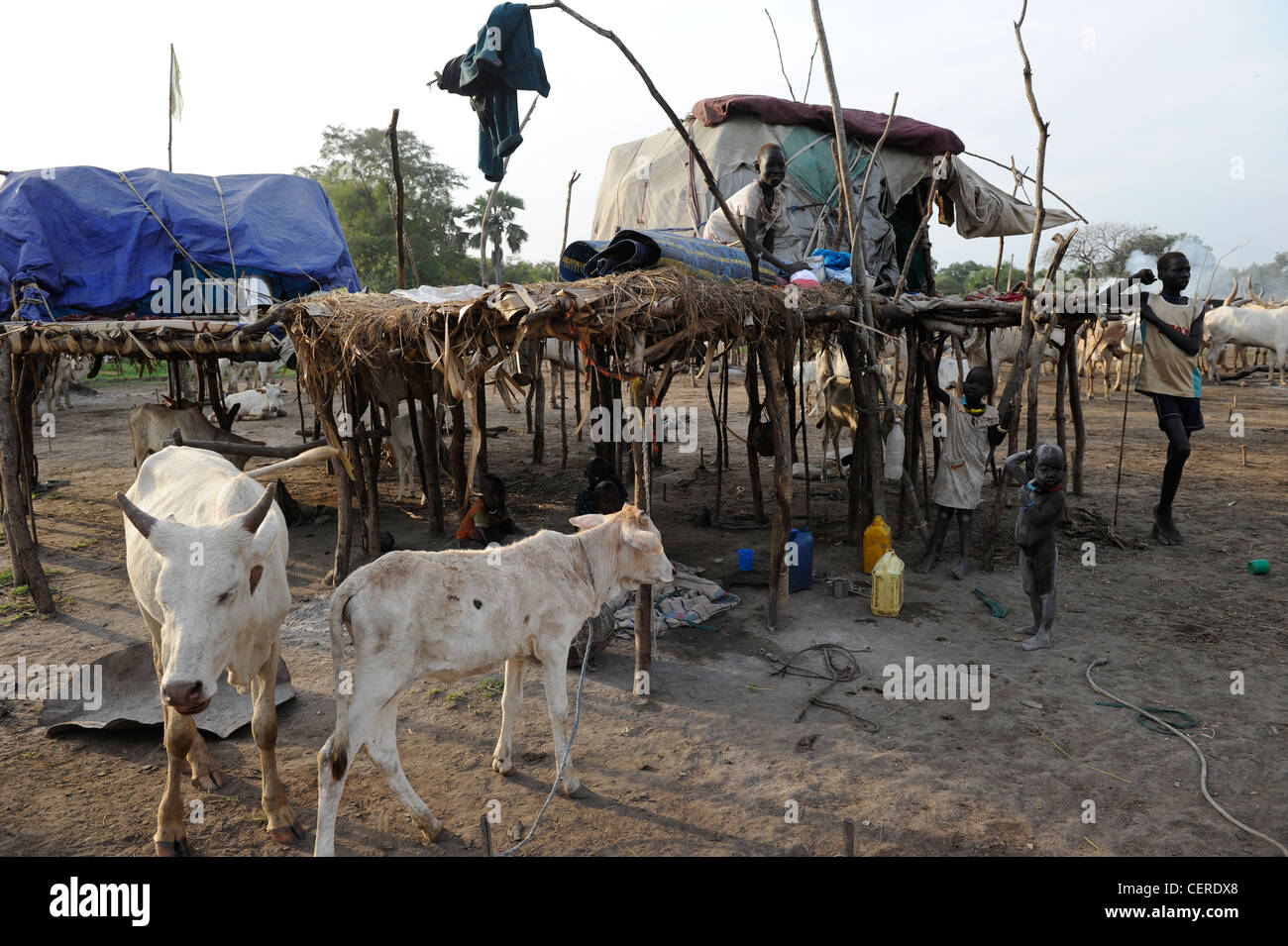 SOUTHERN SUDAN, Bahr al Ghazal region , Lakes State, Dinka tribe with Zebu cows in cattle camp near Rumbek Stock Photo