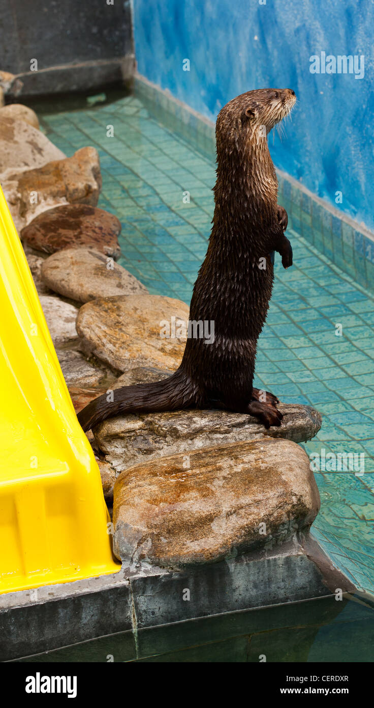 giant long clawed asian otter,captive otter in florida zoo,alert