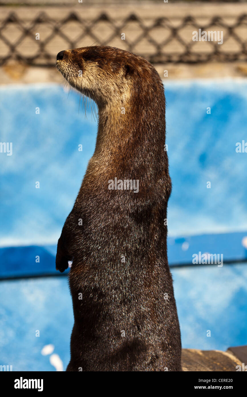 giant long clawed asian otter,captive otter in florida zoo,alert