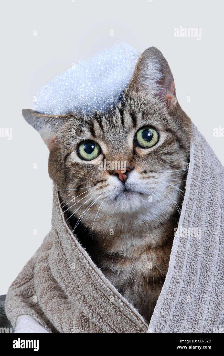 Grey tabby cat with towel around shoulders and soap suds on head Stock