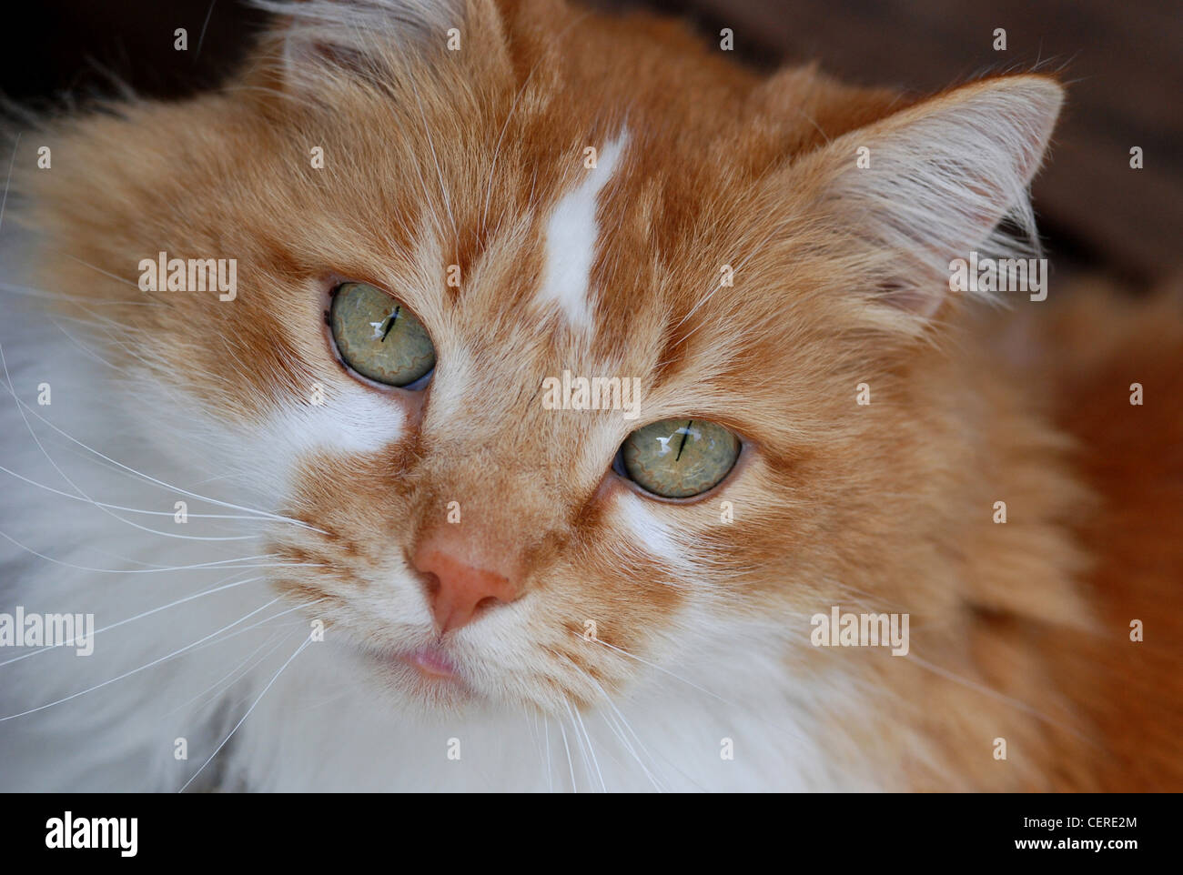 at portrait, orange and white color, long hair domestic Stock Photo - Alamy