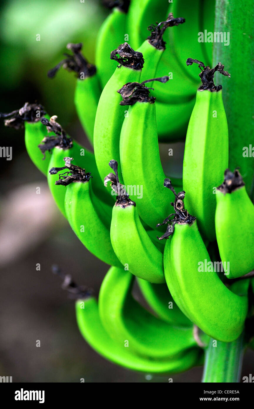 Stalk Of Bananas High Resolution Stock Photography and Images Alamy