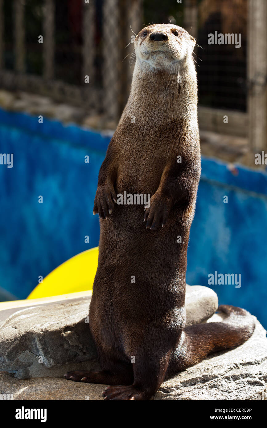giant long clawed asian otter,captive otter in florida zoo,alert