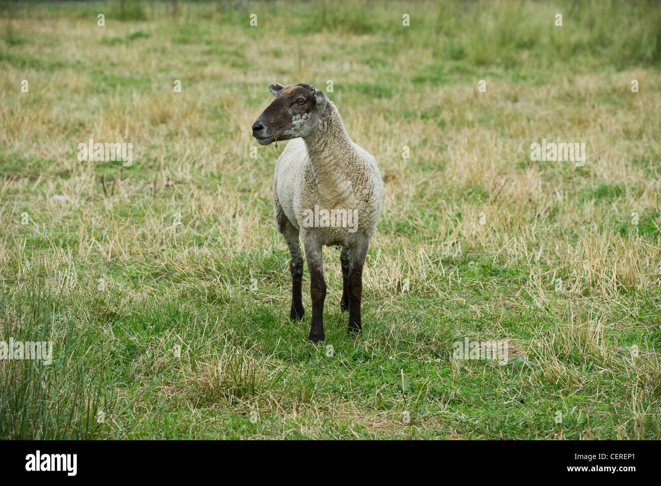 Sheep in field grazing Stock Photo