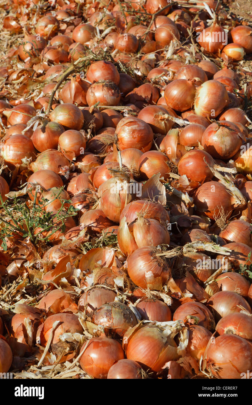 Crop collection hi-res stock photography and images - Alamy