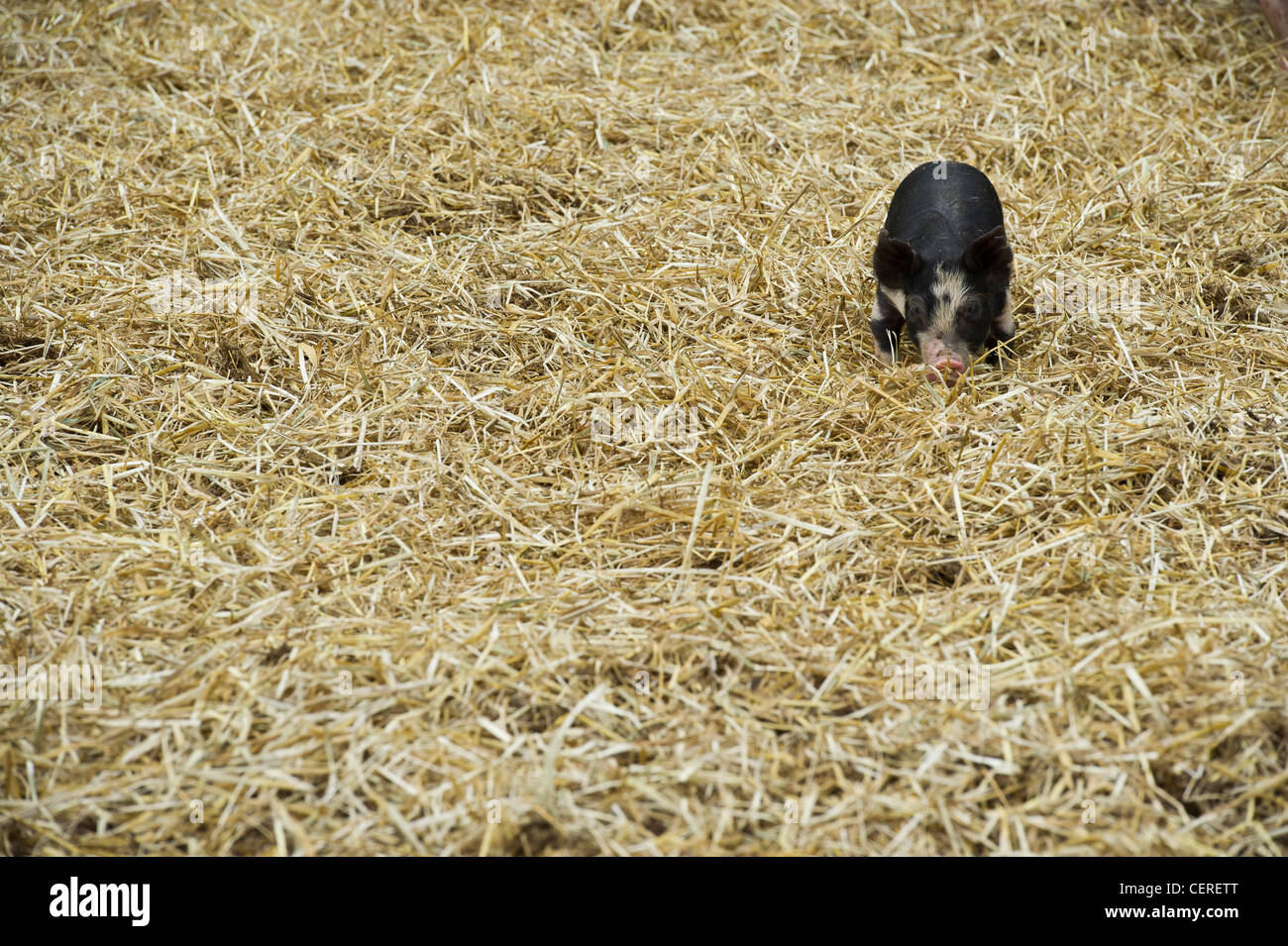 Pig in a pen Stock Photo