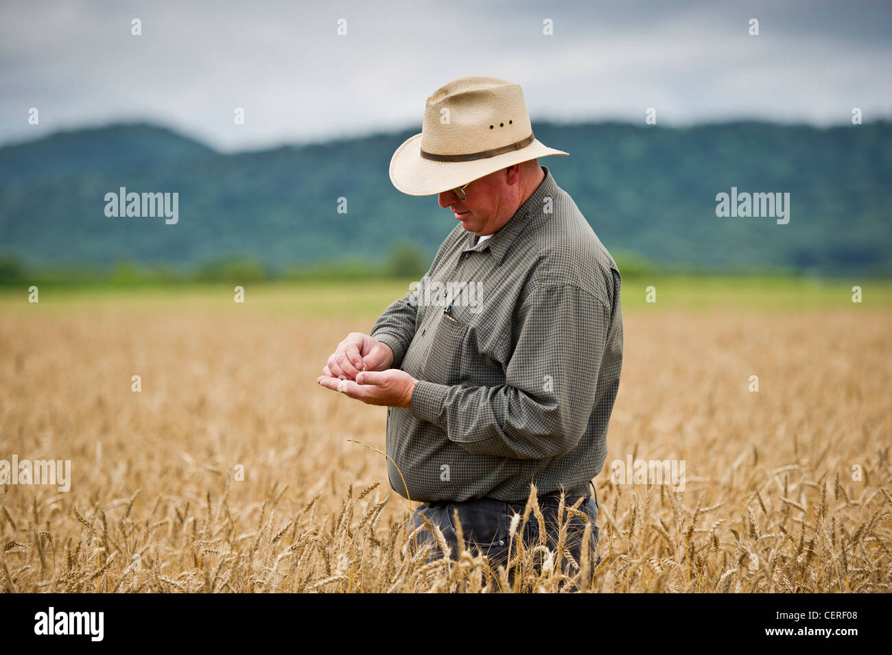 Grain farmer in field of grain inspecting crop Stock Photo Alamy