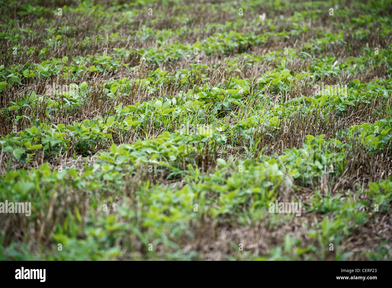 No till soybeans in wheat stubble Stock Photo Alamy