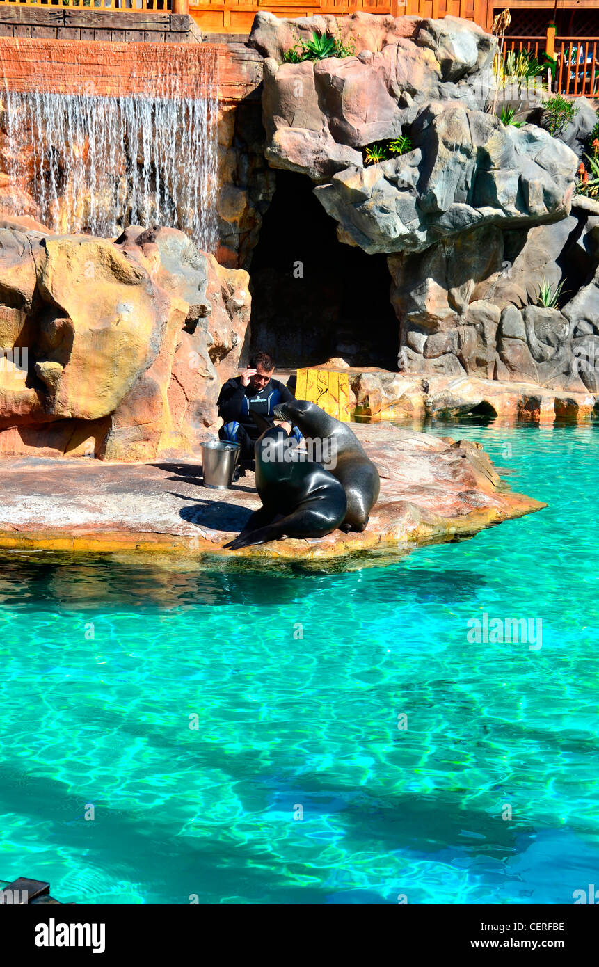 Loro parque zoo tenerife hi-res stock photography and images - Alamy