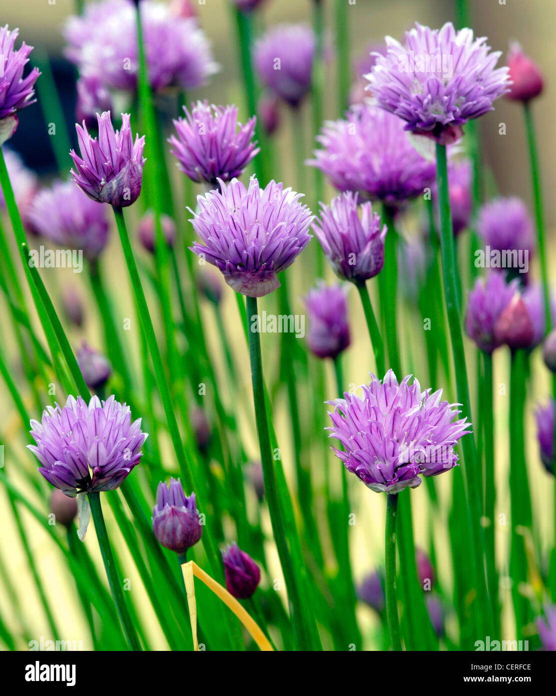 Chive flowers (Allium schoenoprasum), England, UK Stock Photo Alamy
