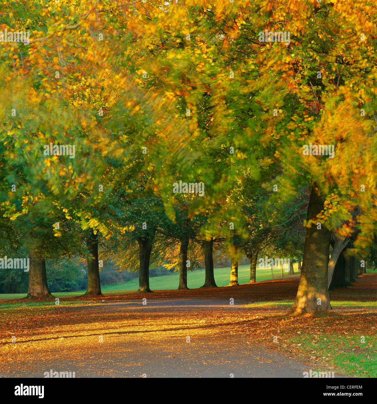 autumn colour in the trees blowing in the wind, Clifton Downs, Bristol ...