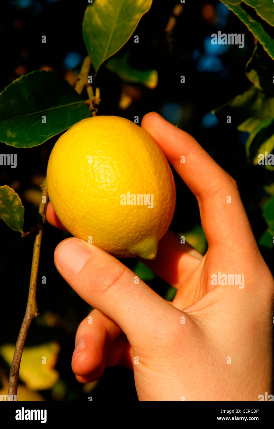 MAN PICKING LEMON FROM TREE Stock Photo Alamy