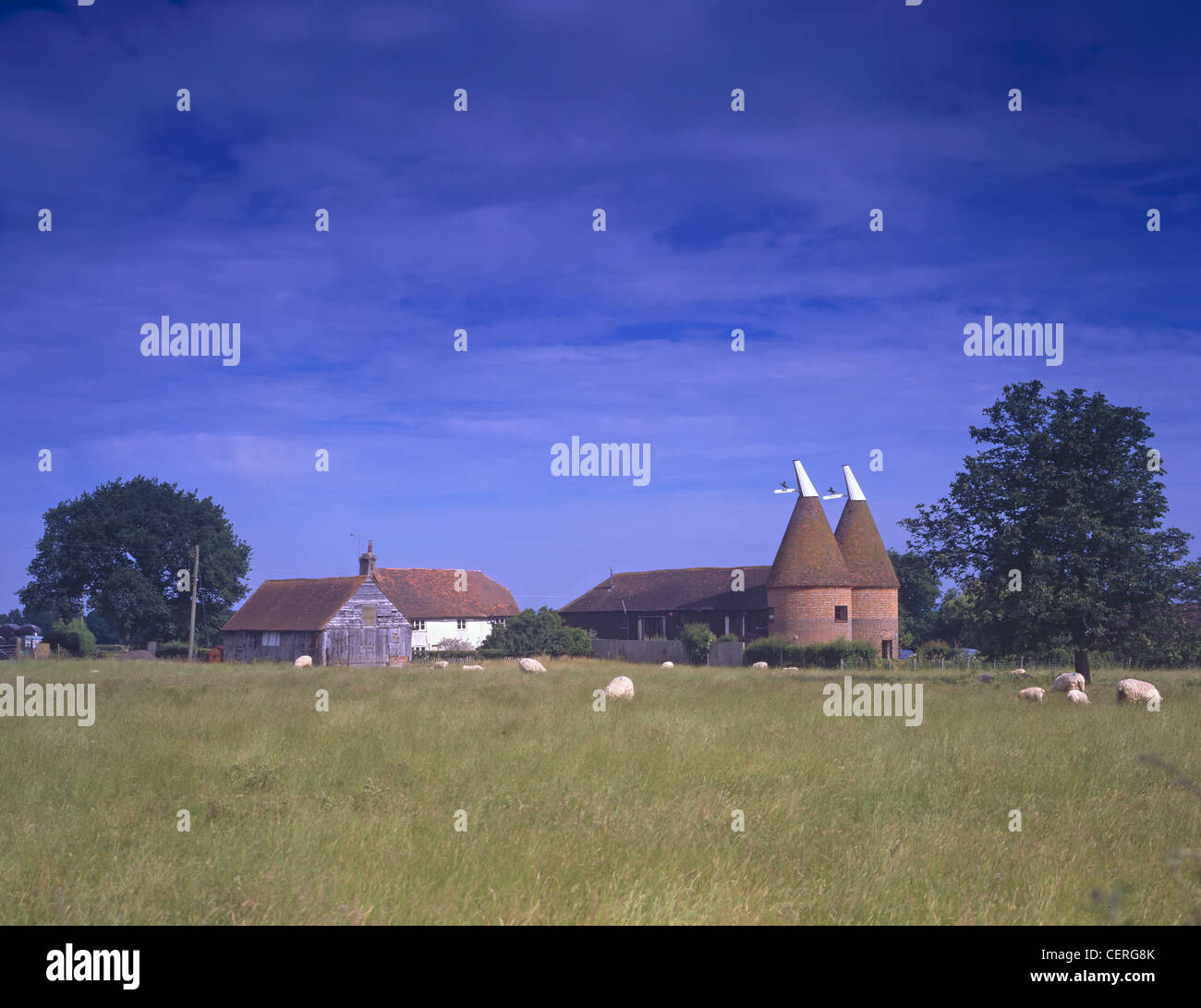 A rural scene near Bettenham with oast houses, farm buildings and sheep ...