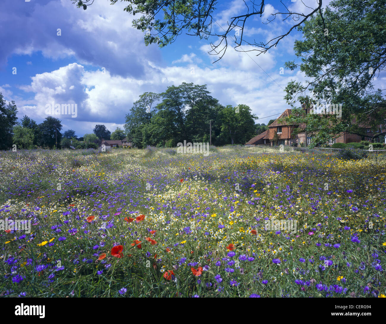 A field of wild flowers in Exton Stock Photo Alamy