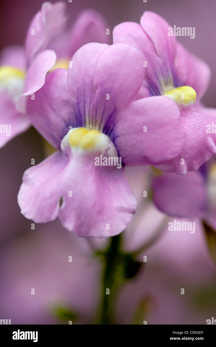 Snapdragon (Antirrhinum majus) flowers close up, England, UK Stock Photo