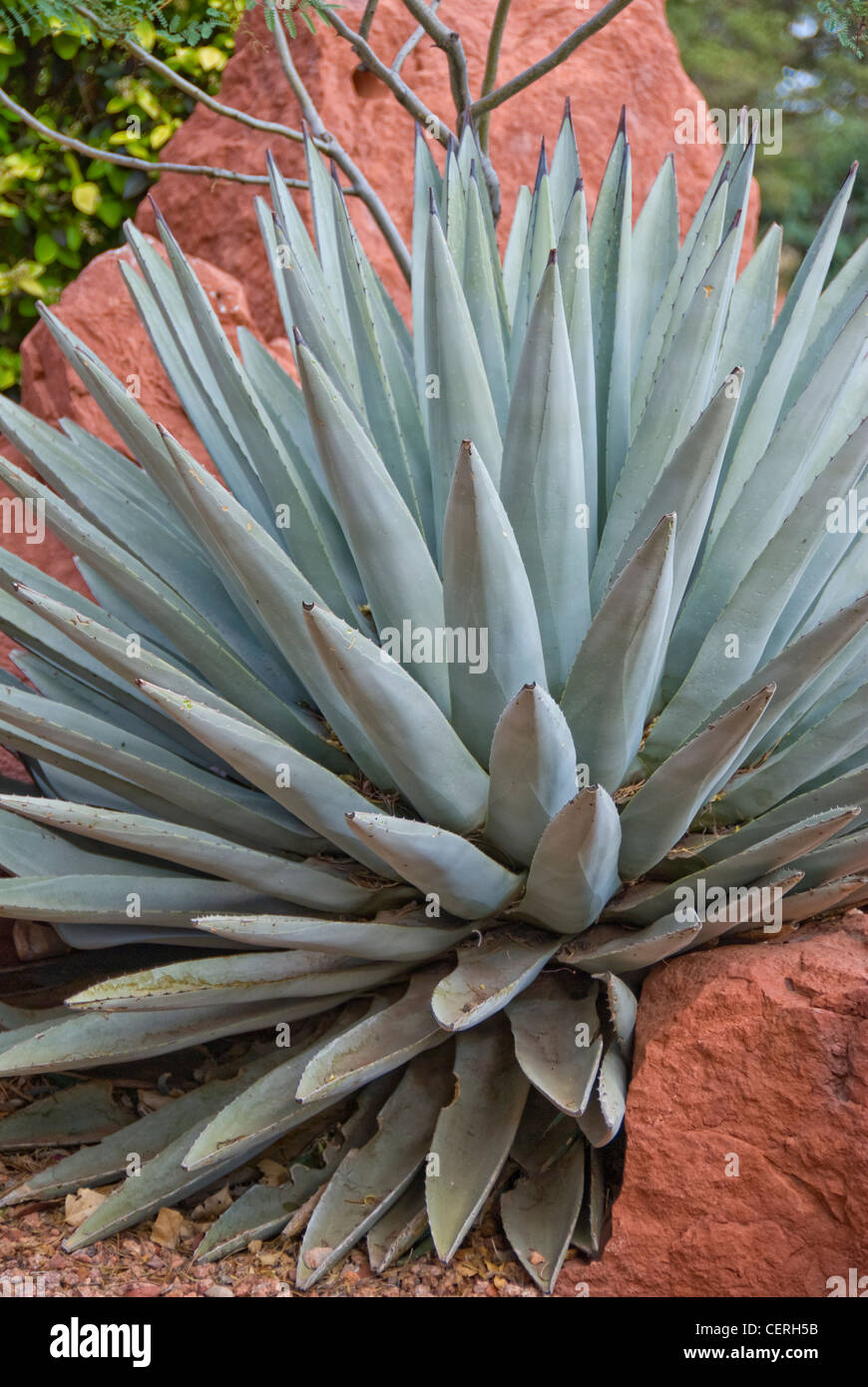Century Plant (Agave Americana) in Sedona, Arizona Stock Photo Alamy