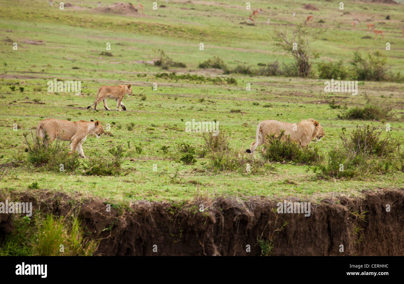 Mara lions hi-res stock photography and images - Alamy