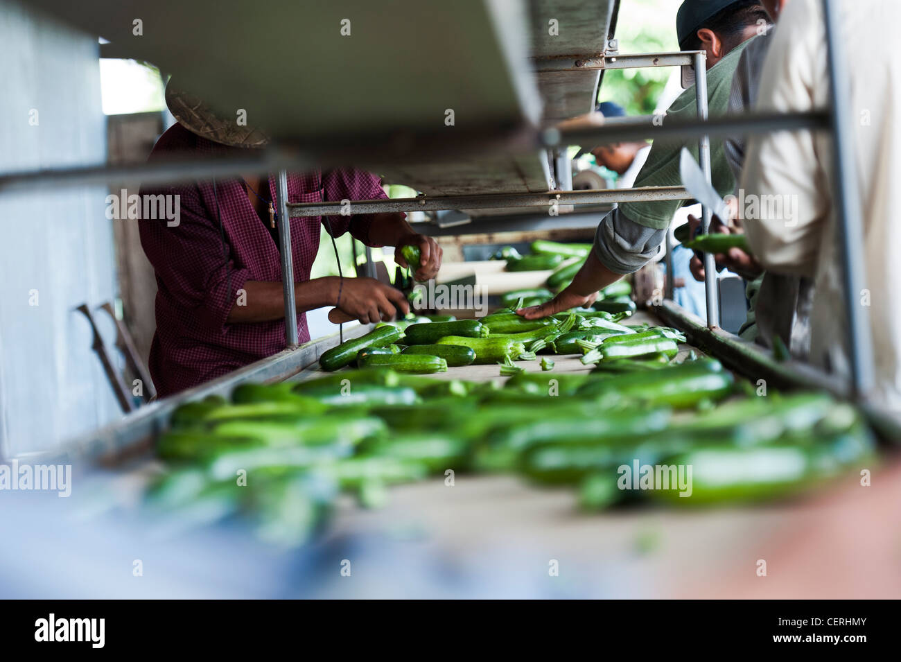 Workers sorting vegetables on conveyor belt Stock Photo
