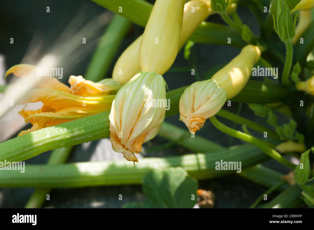 Flowering squash plant Stock Photo Alamy