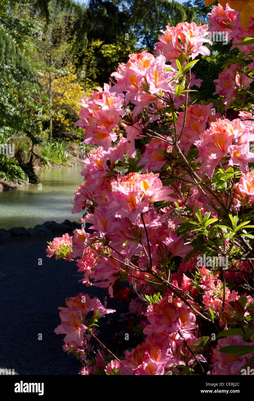 Pink and yellow rhododendrons, Botanical Gardens, Christchurch, New ...