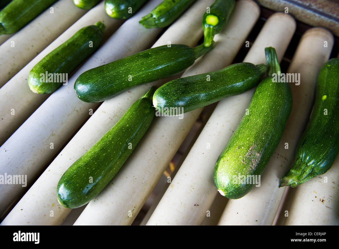 Zucchini on conveyor belt for sorting Stock Photo