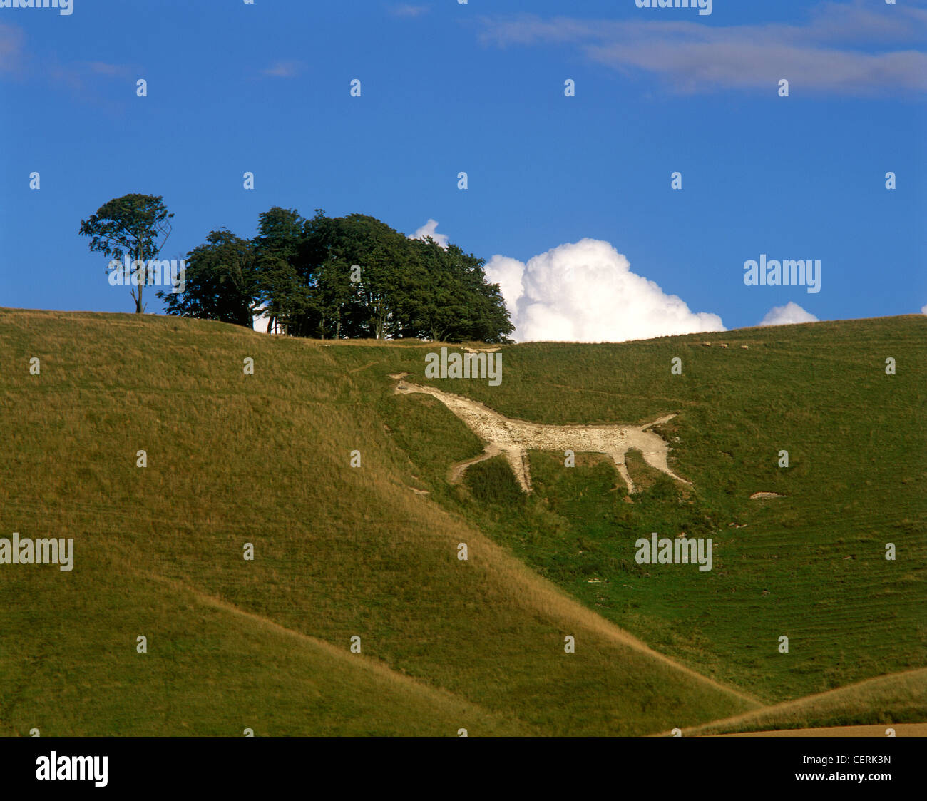 Pewsey Vale white horse. Stock Photo
