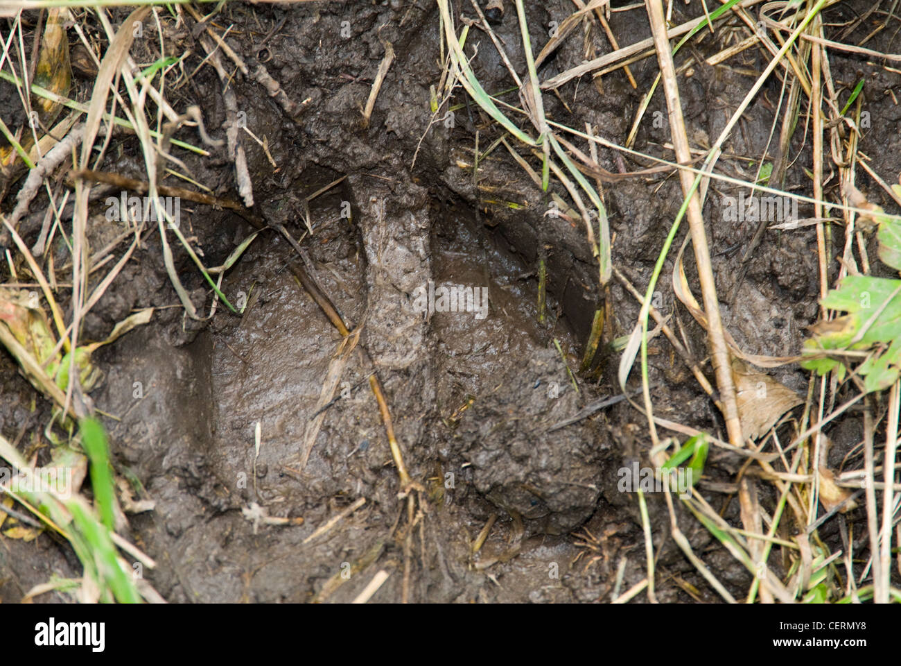 Animal hoof print hi-res stock photography and images - Alamy