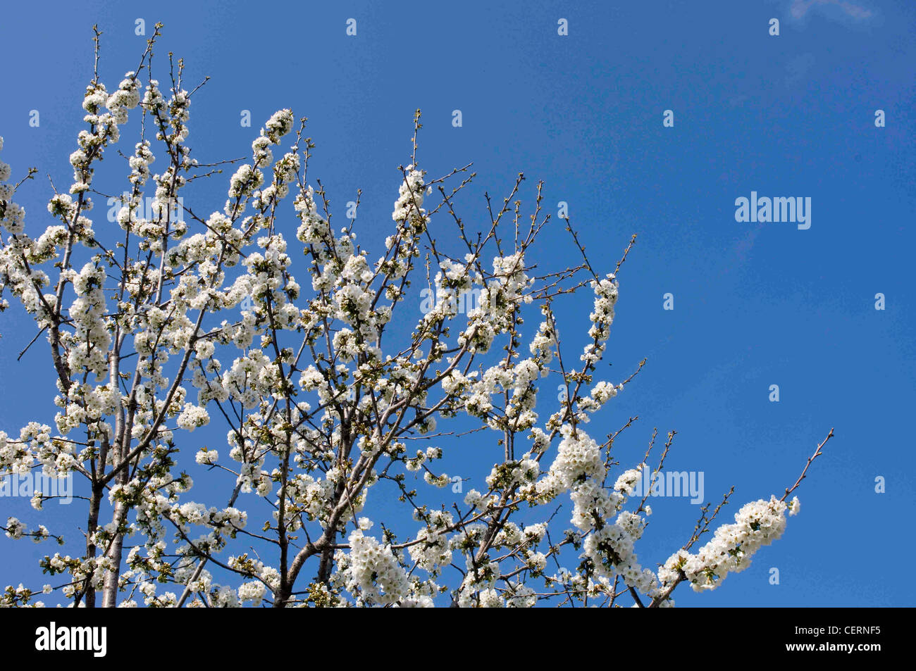 Cherry tree in blossom against blue sky Stock Photo - Alamy
