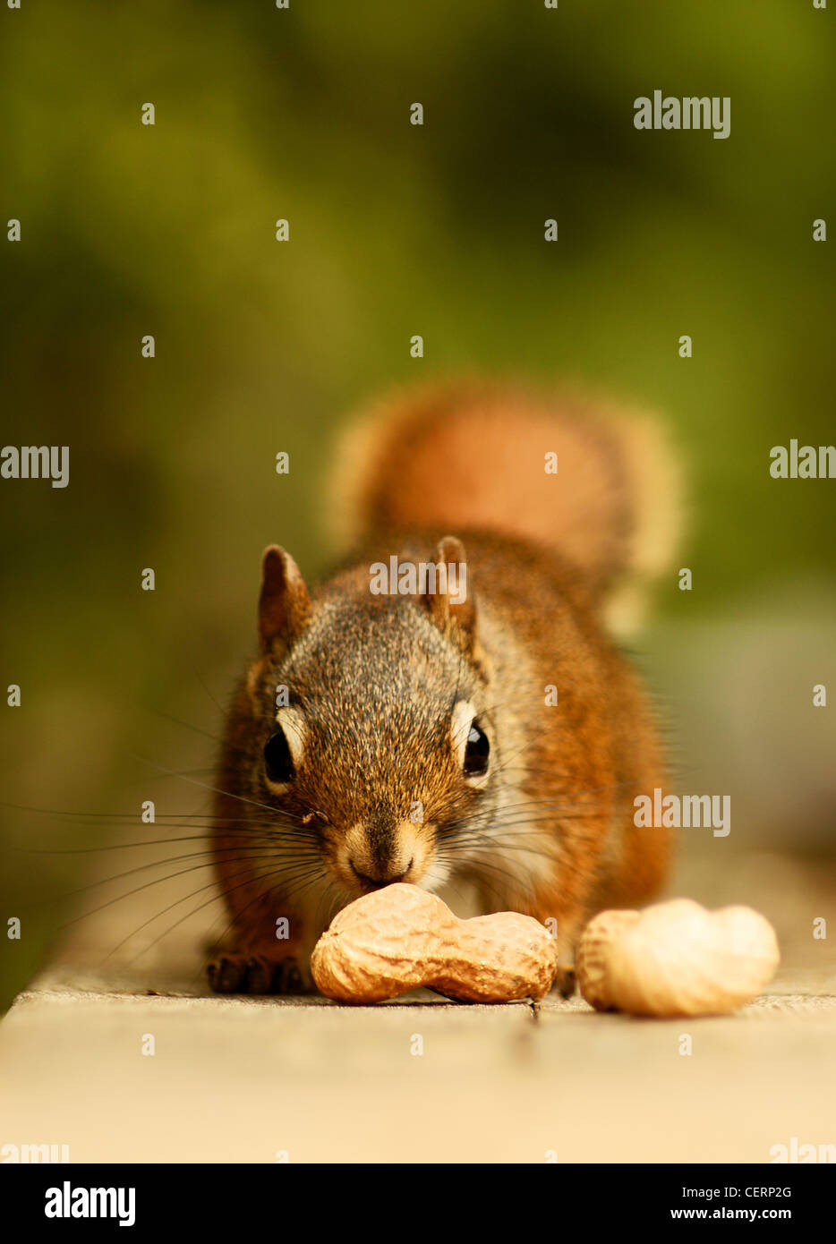 Red squirrel approaching peanuts Stock Photo