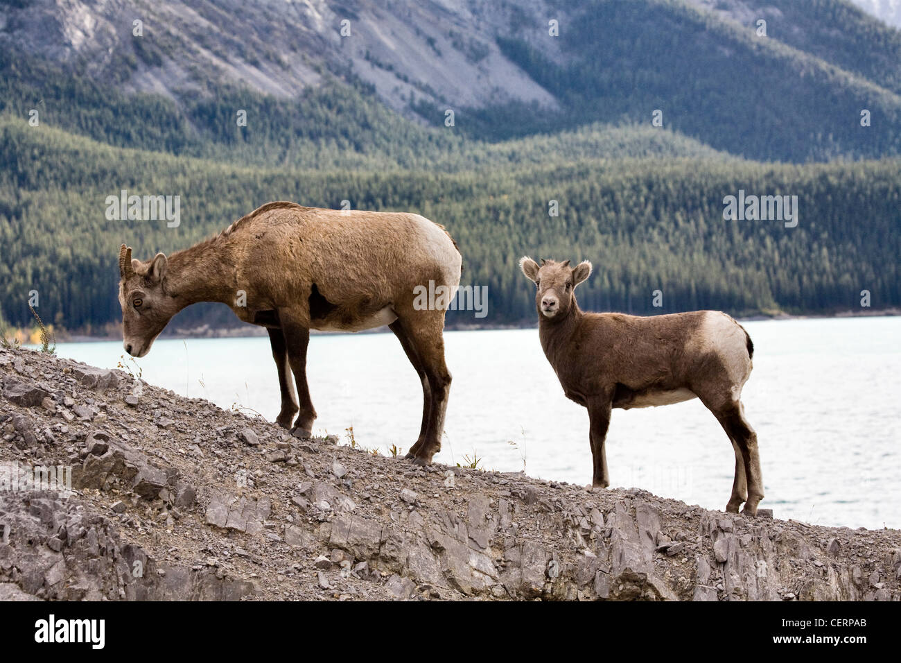 Rocky Mountain Sheep Alberta Canada young kid Stock Photo - Alamy