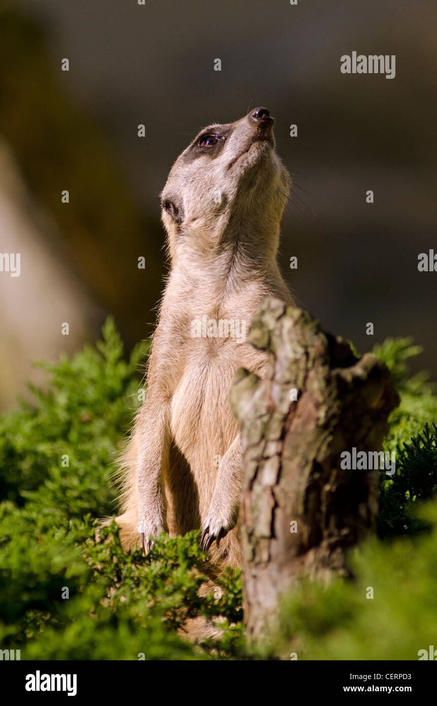 Meerkat/suricate Stock Photo